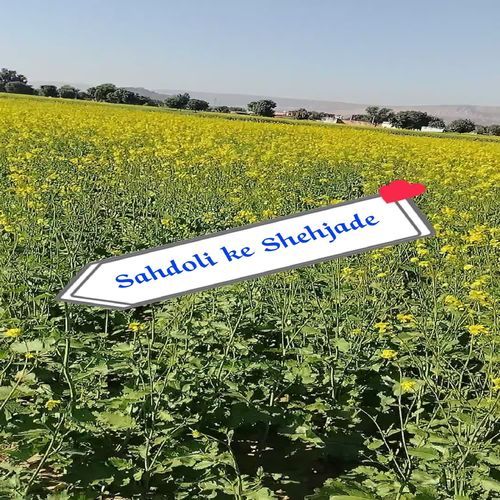 Sahdoli ke Shehjade Ansar alwar MP3 Download