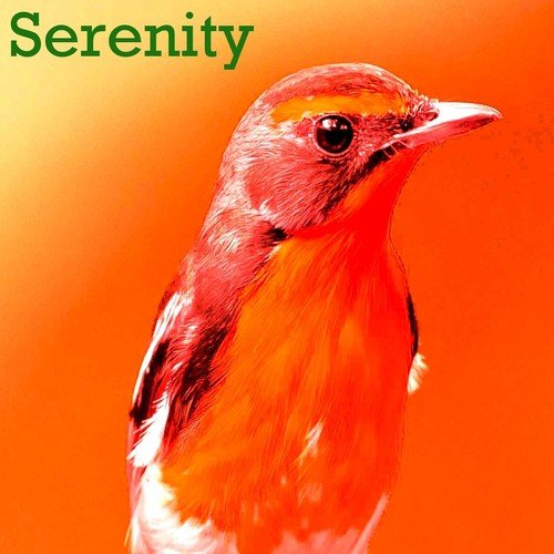 Nightingale Songs MP3 Download