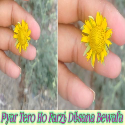 Pyar Tero Ho Farzi Dilsana Bewafa Ansar alwar MP3 Download