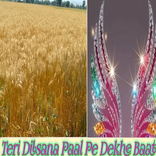 Teri Dilsana Paal Pe Dekhe Baat Ninna Saugan Shekhpur MP3 Download